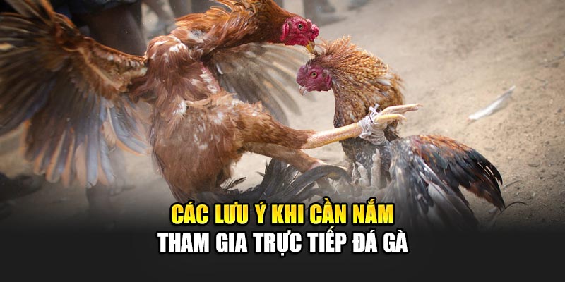 Các lưu ý khi cần nắm tham gia trực tiếp đá gà 188BET