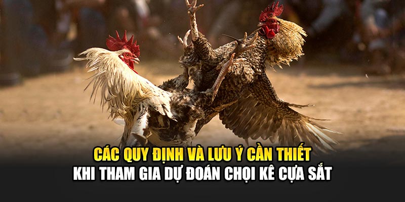 Các quy định và lưu ý cần thiết khi tham gia dự đoán chọi kê cựa sắt