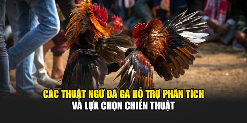 Các thuật ngữ đá gà hỗ trợ phân tích và lựa chọn chiến thuật
