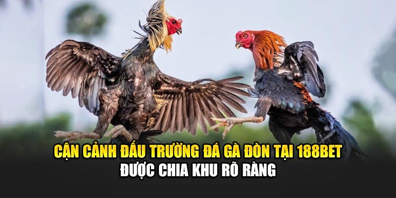 Trải Nghiệm Đá Gà Đòn Đỉnh Cao Tại Nhà Cái 188Bet Uy Tín 1 Cận cảnh đấu trường đá gà đòn tại 188Bet được chia khu rõ ràng