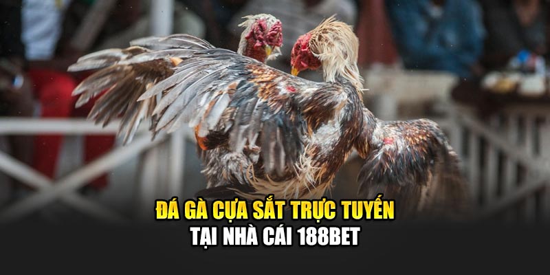 Đá gà cựa sắt trực tuyến tại nhà cái 188Bet