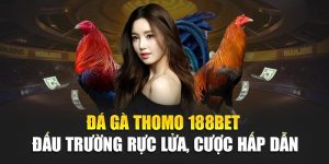 Đá Gà Thomo 188BET – Đấu Trường Rực Lửa, Cược Hấp Dẫn