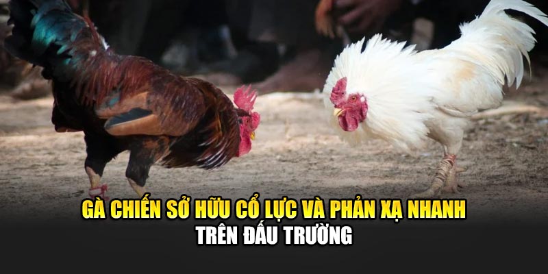 Gà chiến sở hữu cổ lực và phản xạ nhanh trên đấu trường