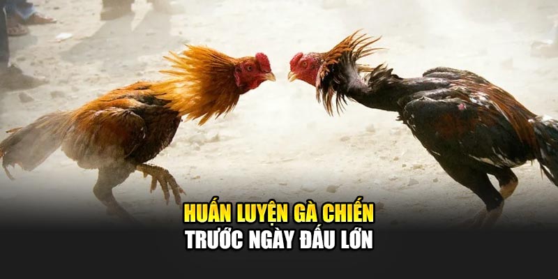 Huấn luyện gà chiến trước ngày đấu lớn