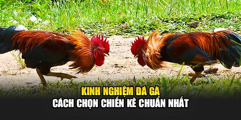 Kinh nghiệm đá gà 188BET - Cách chọn chiến kê chuẩn nhất