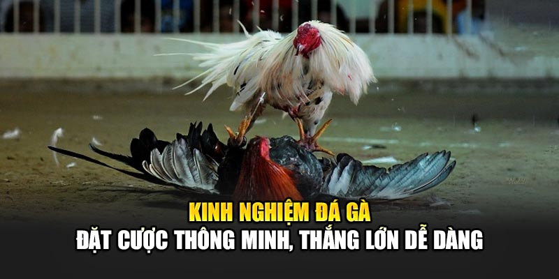 Kinh nghiệm đá gà 188BET - Đặt cược thông minh, thắng lớn dễ dàng