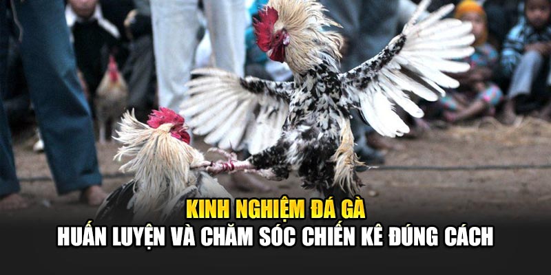 Kinh nghiệm đá gà 188BET - Huấn luyện và chăm sóc chiến kê đúng cách