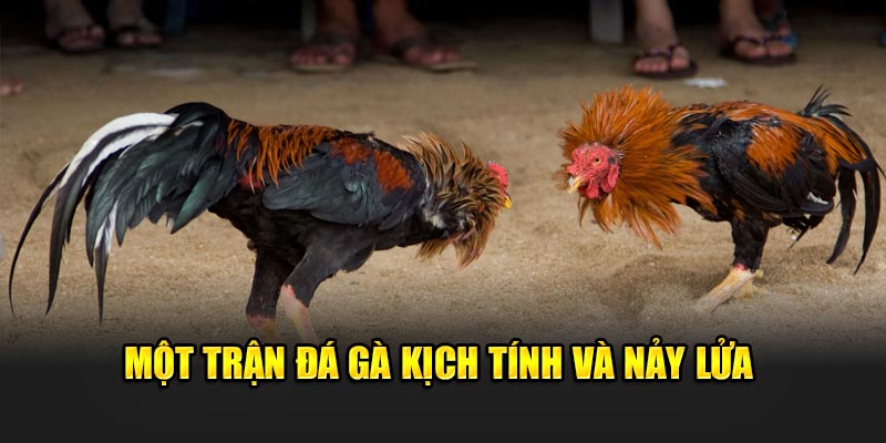 Một trận đá gà kịch tính và nảy lửa
