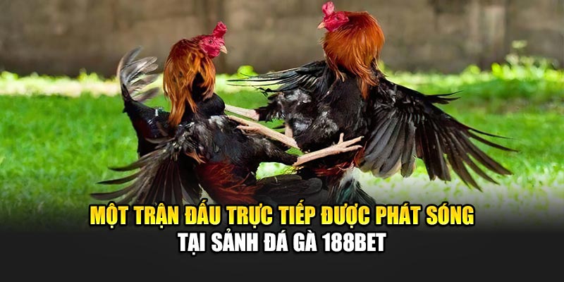 Một trận đấu trực tiếp được phát sóng tại sảnh đá gà 188Bet