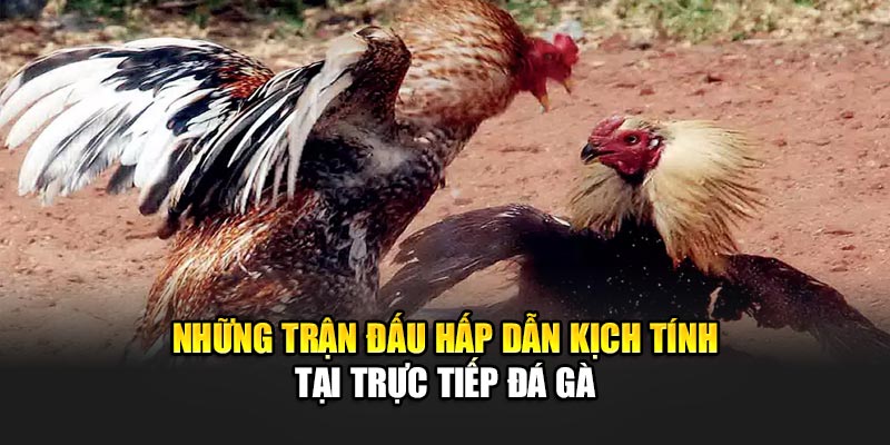 Những trận đấu hấp dẫn kịch tính tại trực tiếp đá gà 188BET
