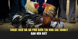 Thuật Ngữ Đá Gà Phổ Biến Tại Nhà Cái 188Bet Bạn Nên Biết