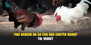 Trải Nghiệm Đá Gà Cựa Dao Chuyên Nghiệp Tại 188Bet