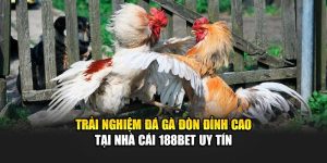 Trải Nghiệm Đá Gà Đòn Đỉnh Cao Tại Nhà Cái 188Bet Uy Tín