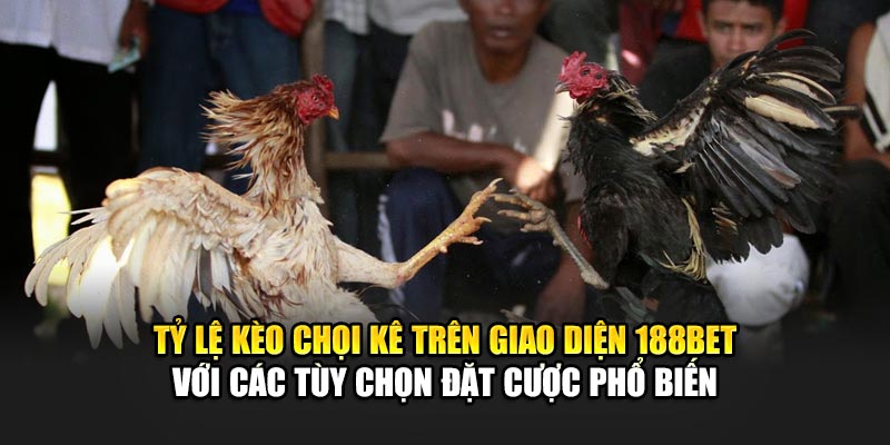 Tỷ lệ kèo chọi kê trên giao diện 188Bet với các tùy chọn đặt cược phổ biến